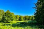 Ihre Wiese im Wald (2)
