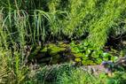 Ihr Gartenteich