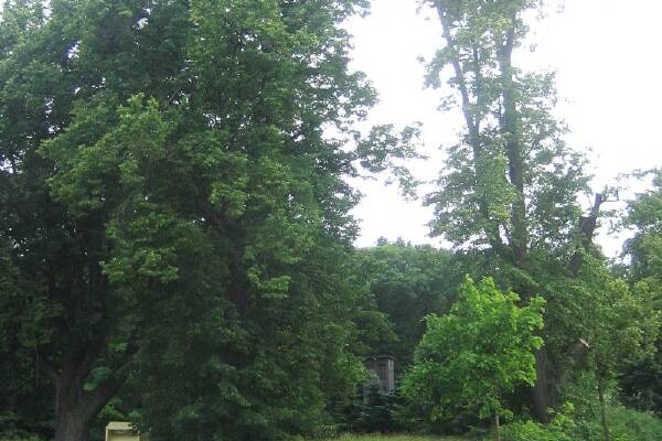 Der Wald in der Stadt
