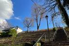 Frisch gerodet (2)