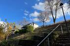 Frisch gerodet (1)